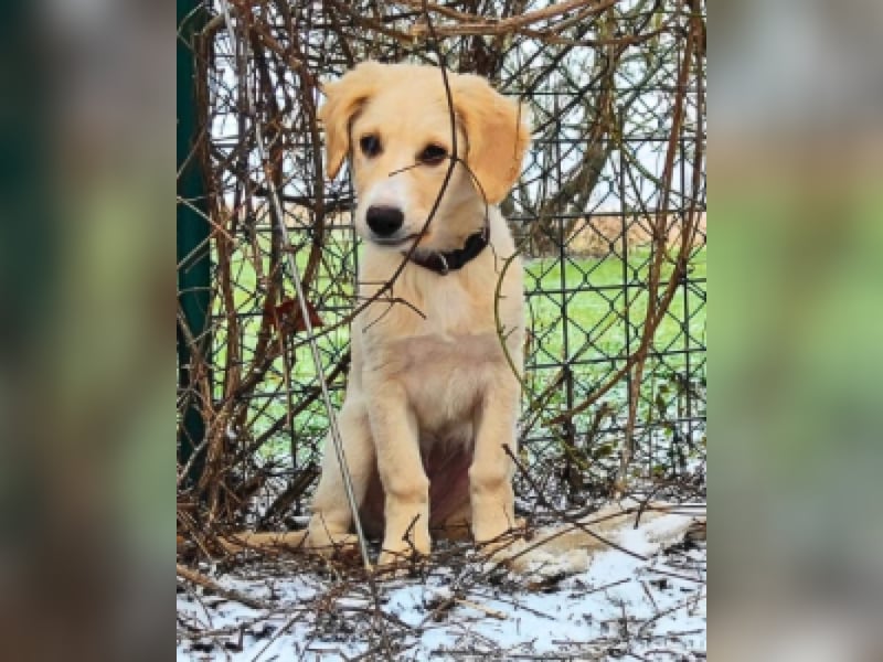 Neve - vorsichtig, anhänglich und bereit zu vertrauen