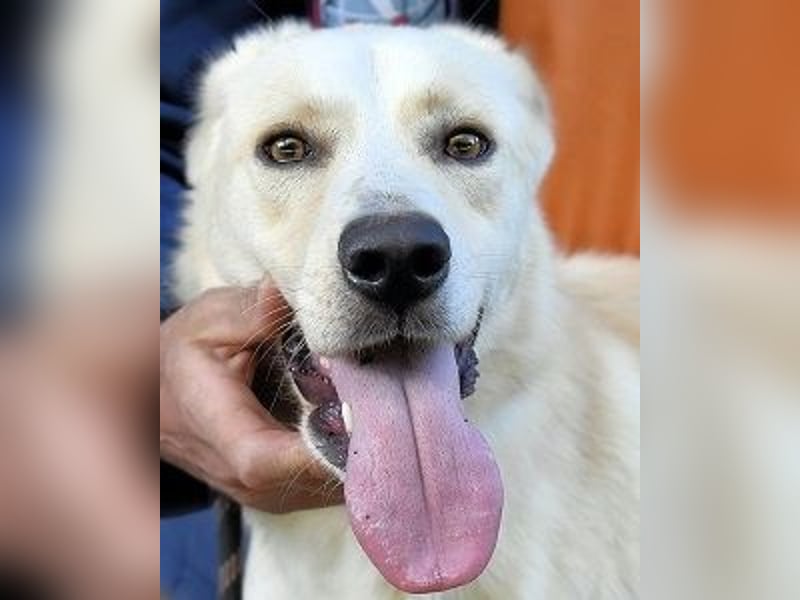 Admeto - Nur ein Wunsch: endlich nach Hause!