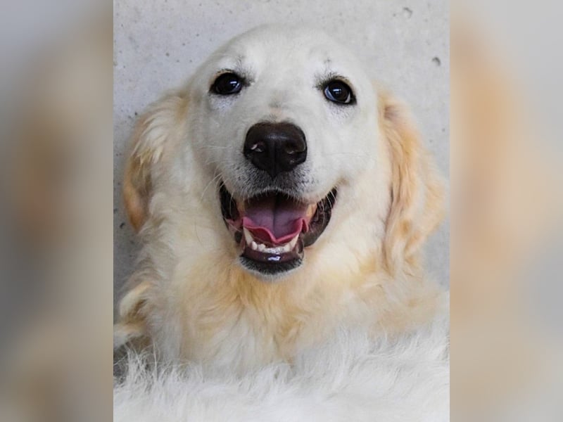 Harriette - weiß, es wird einmal ein Wunder gescheh'n