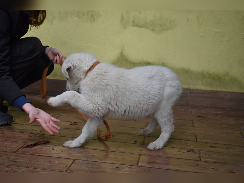 Hectorin - So kleine Herzen...