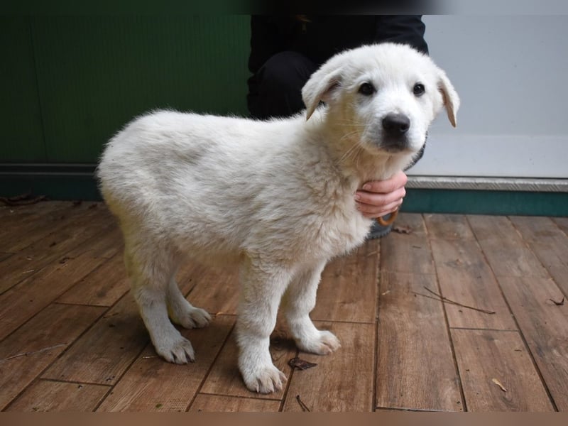 Hectorin - So kleine Herzen...