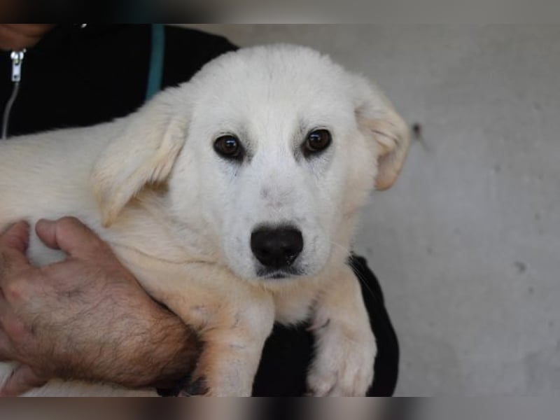 Ryther - Für diese traurige Geschicht...