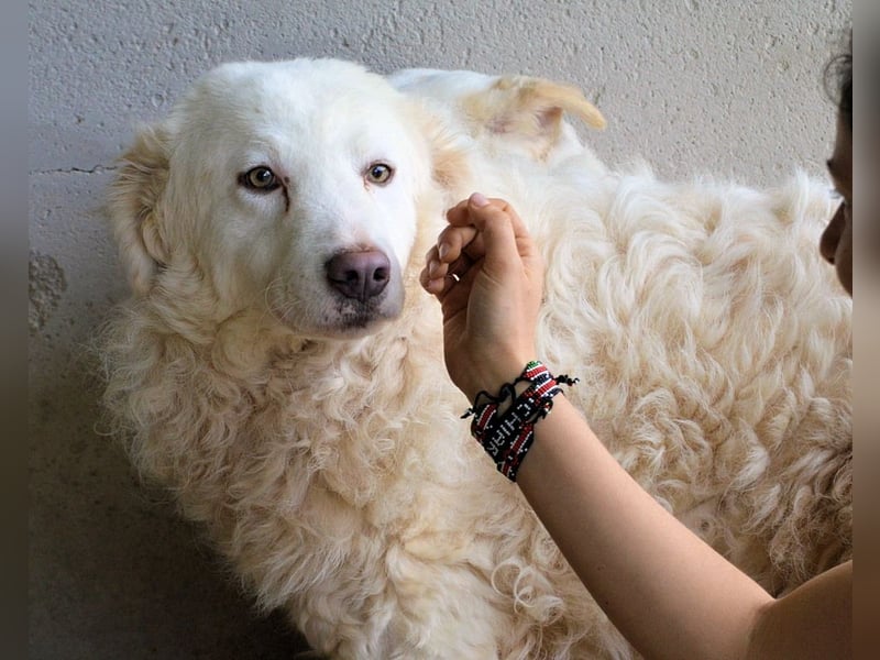 Volturno - Alles was es braucht, ist eine Chance