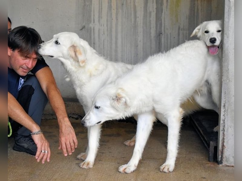 Harriette - weiß, es wird einmal ein Wunder gescheh'n