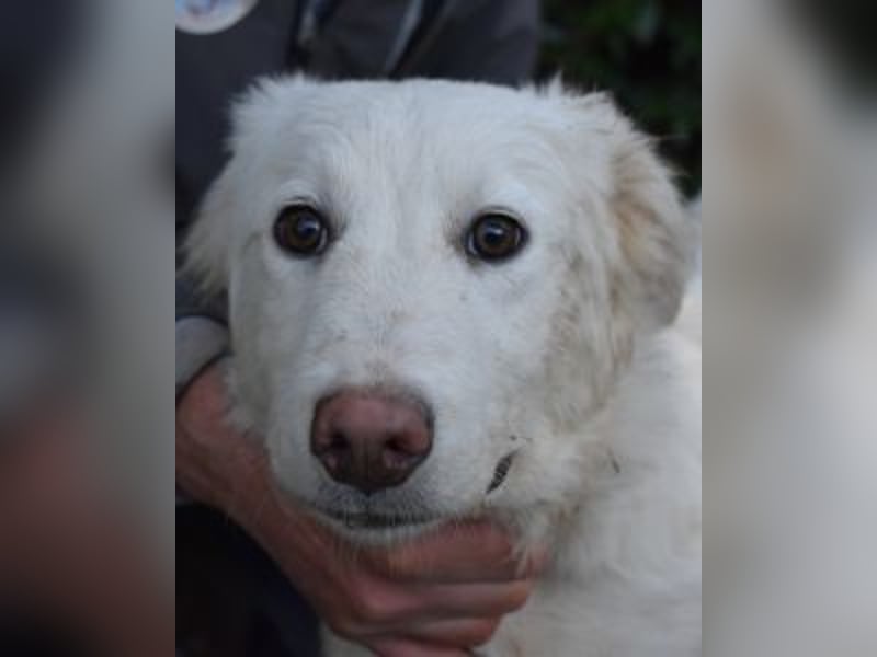 Sterling - So jung und so chancenlos ...