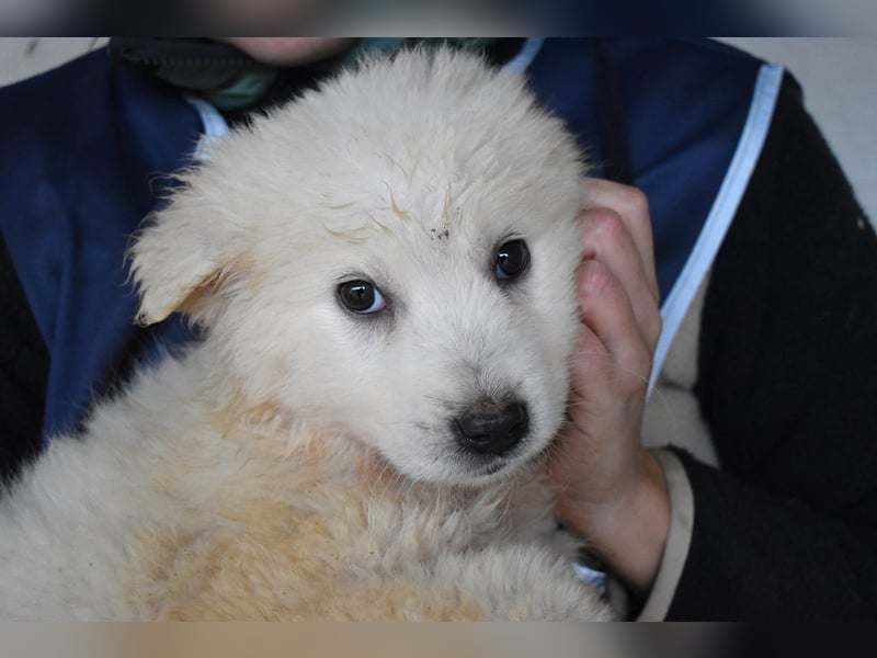 Calira - SOS - Weiß jemand, was aufpassen eigentlich heißt?