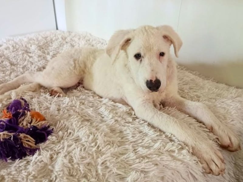 Boss - So viel Abenteuerliches...