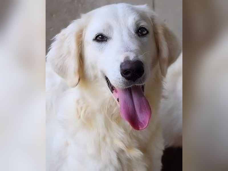 Harriette - weiß, es wird einmal ein Wunder gescheh'n