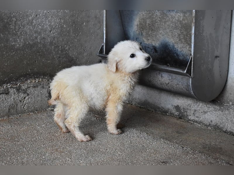 Cilwen - SOS - Weiß jemand, was aufpassen eigentlich heißt ?