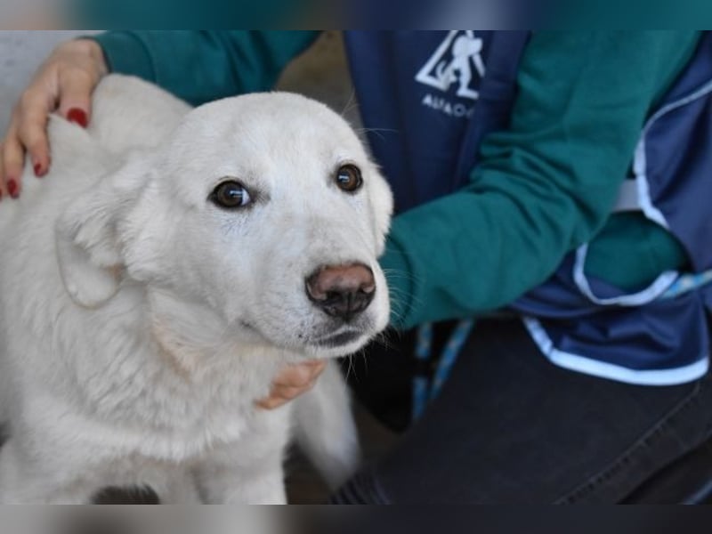 Rionel - Für diese traurige Geschicht...