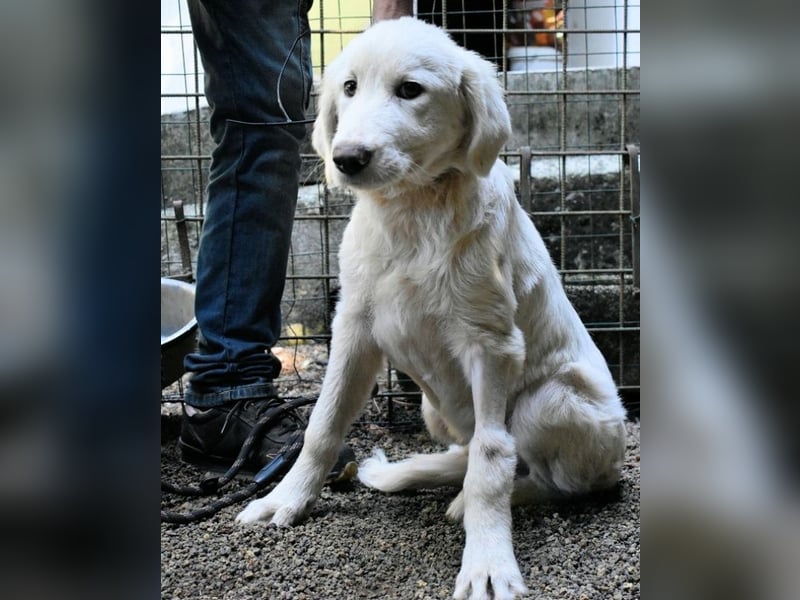 Rafael - Weiß, klug und wunderschön