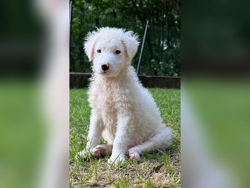 Bullo - Jede Menge tolle Dinge....