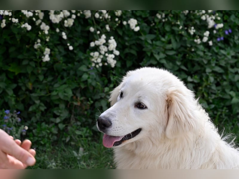 Garth - Kannst du machen, dass es nicht so lange dauert?