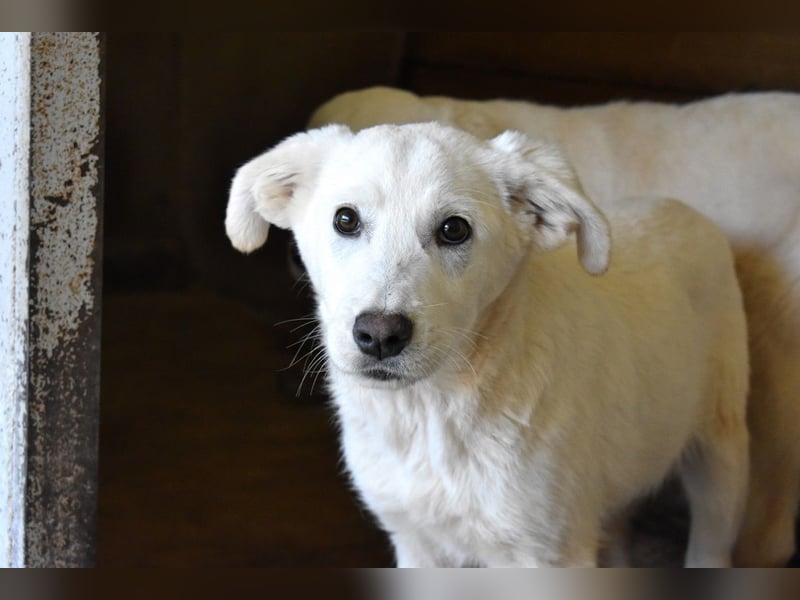 Roderico - Für diese traurige Geschicht...