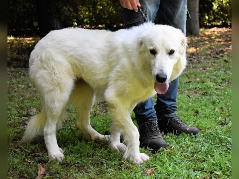 Ariotte - Weiße Schönheit liebt Menschen und sucht Dich!