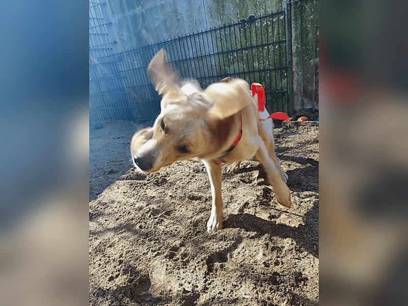 Neve - vorsichtig, anhänglich und bereit zu vertrauen