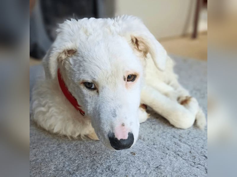 Bullo - Jede Menge tolle Dinge....