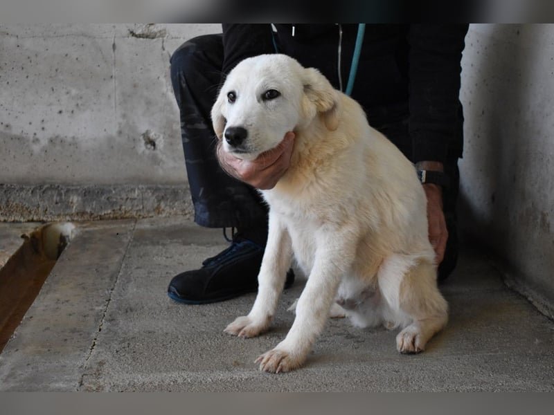 Ryther - Für diese traurige Geschicht...