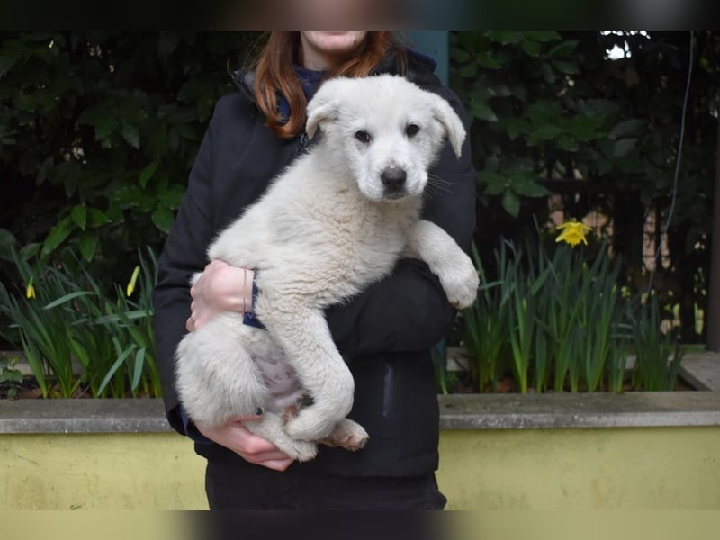 Hectorin - So kleine Herzen...