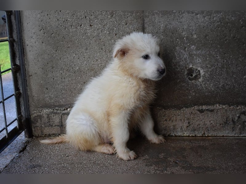 Cairox - SOS - Weiß jemand, was aufpassen eigentlich heißt?