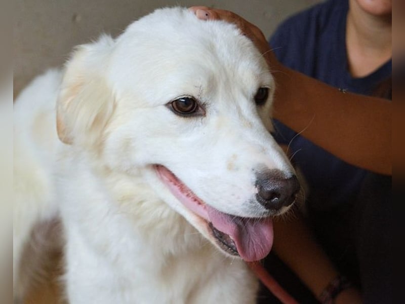 Habriel - weiß, es wird einmal ein Wunder gescheh'n