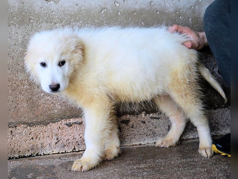 Cairox - SOS - Weiß jemand, was aufpassen eigentlich heißt?