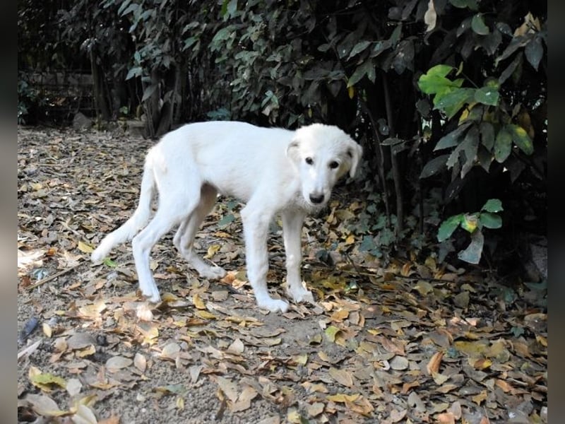 Calendula - Was noch nicht ist, kann immer noch werden!
