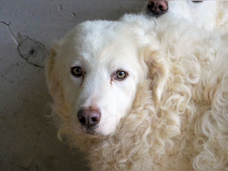 Volturno - Alles was es braucht, ist eine Chance