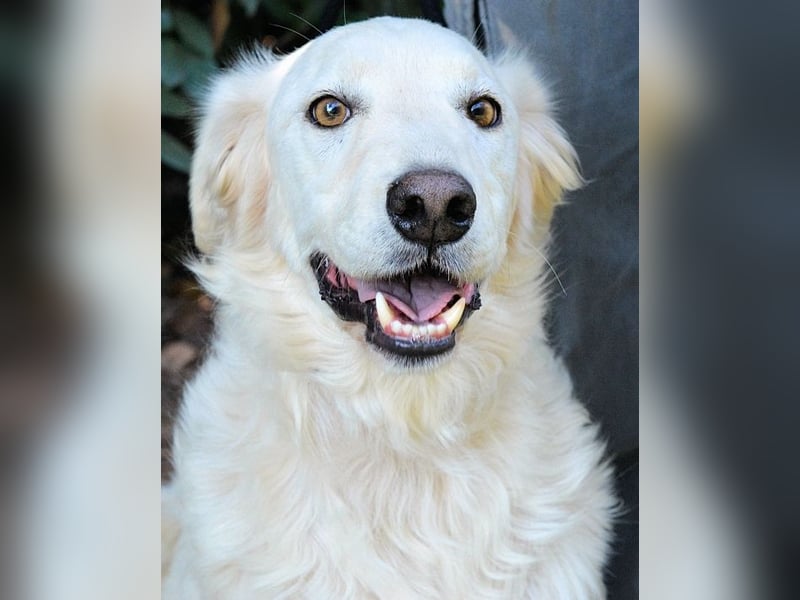 Hadeus - Wovon träumst du?