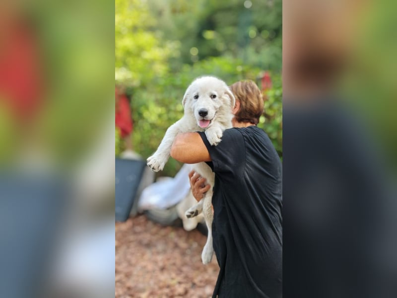 Fiete - der vergessene Hundejunge