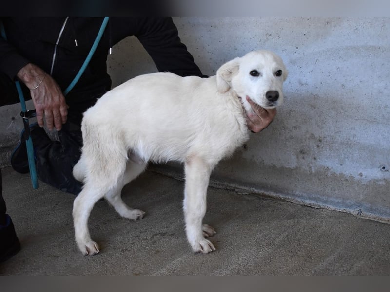 Roderico - Für diese traurige Geschicht...