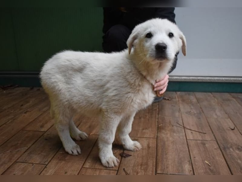 Hectorin - So kleine Herzen...