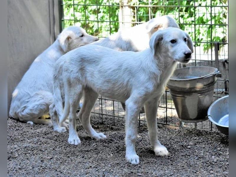 Ravelyn - Weiß, klug und wunderschön