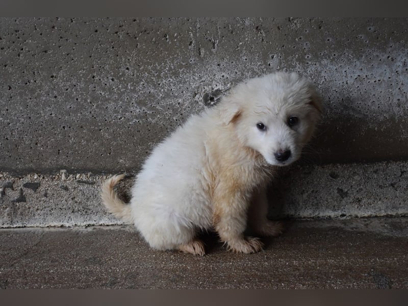 Calira - SOS - Weiß jemand, was aufpassen eigentlich heißt?