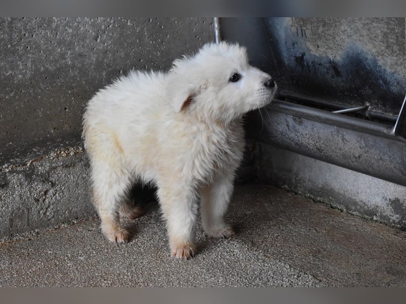 Clyro - SOS - Weiß jemand, was aufpassen eigentlich heißt ?