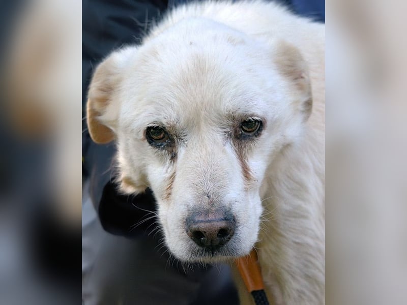 Talete - NOTFALL - Wenn man ehrlich ist