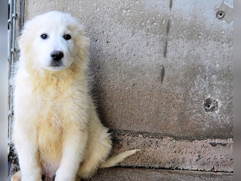 Cairox - SOS - Weiß jemand, was aufpassen eigentlich heißt?