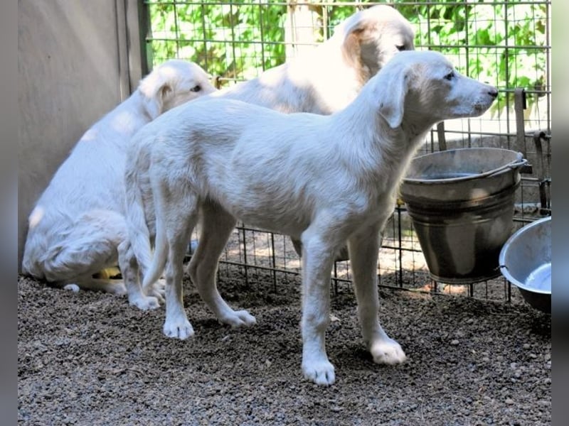 Ravelyn - Weiß, klug und wunderschön