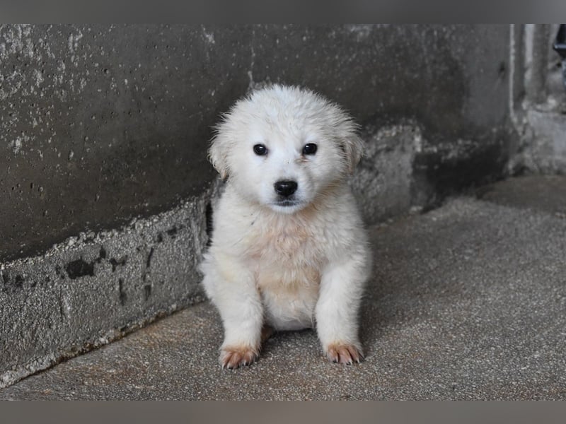Cilwen - SOS - Weiß jemand, was aufpassen eigentlich heißt ?