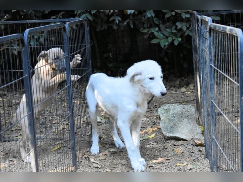 Calendula - Was noch nicht ist, kann immer noch werden!