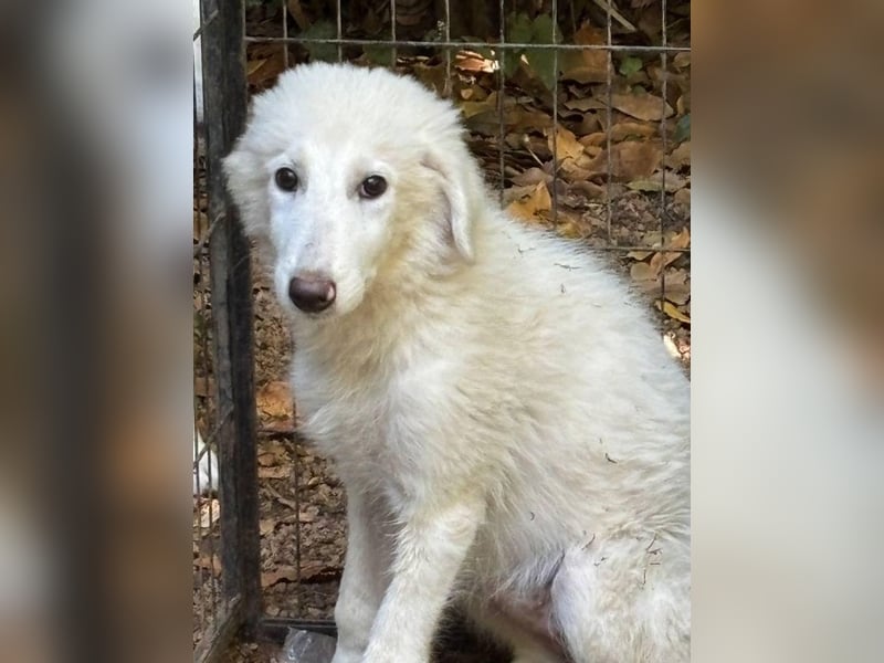 Calendula - Was noch nicht ist, kann immer noch werden!