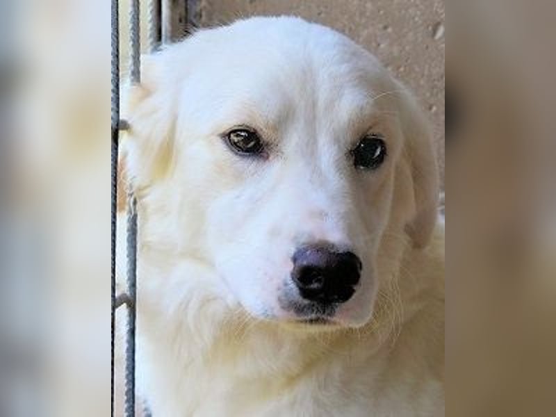 Habriel - weiß, es wird einmal ein Wunder gescheh'n