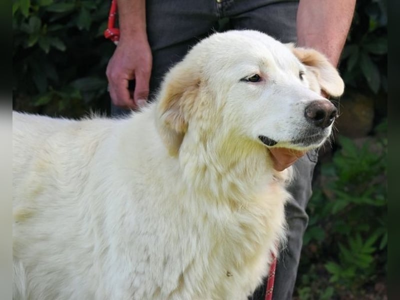 Kandie - Allein im Grau