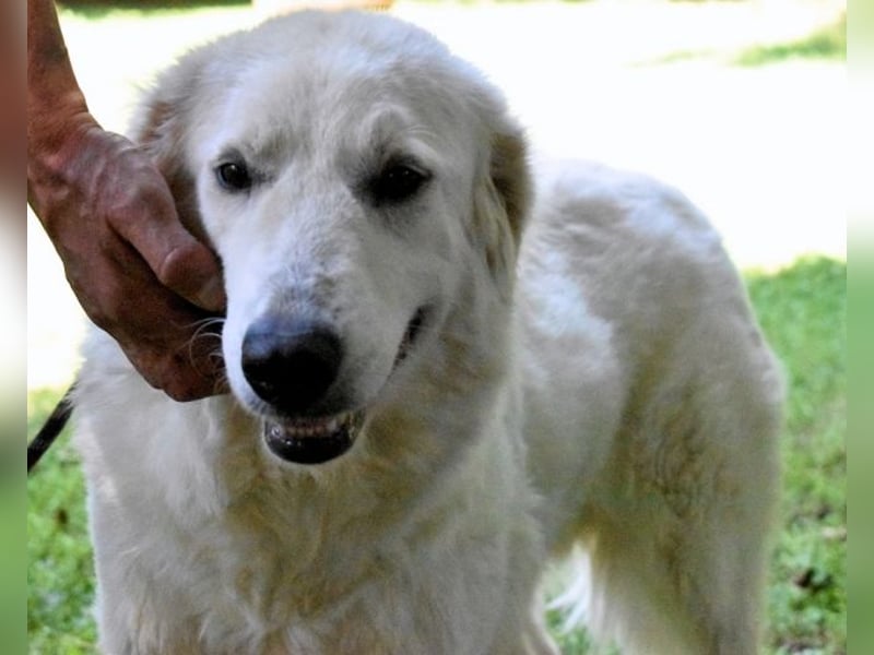 Ariotte - Weiße Schönheit liebt Menschen und sucht Dich!