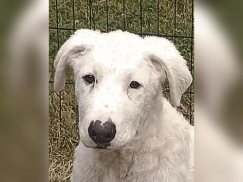 Boss - So viel Abenteuerliches...