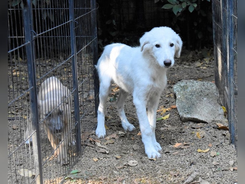 Calendula - Was noch nicht ist, kann immer noch werden!