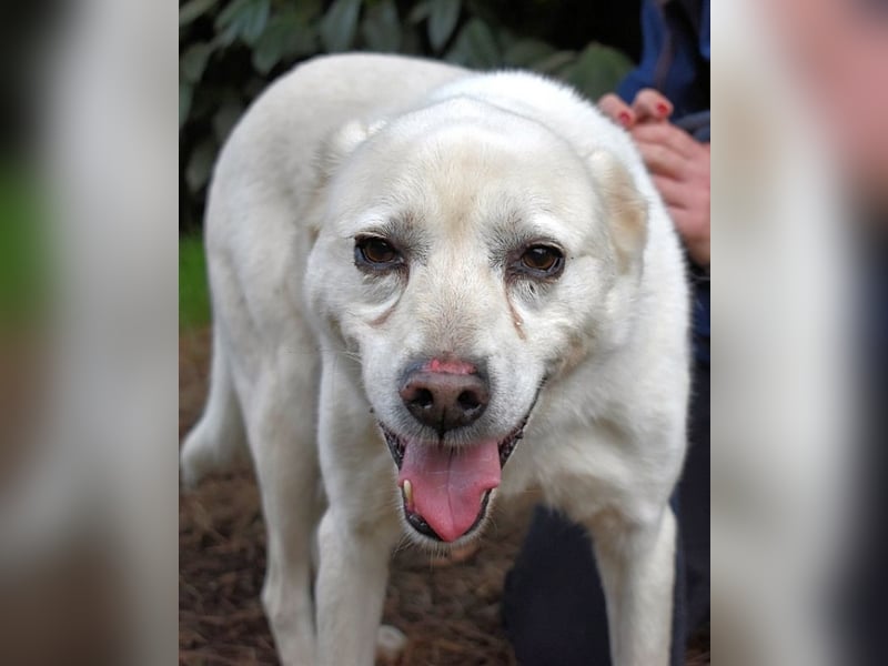 Talete - NOTFALL - Wenn man ehrlich ist