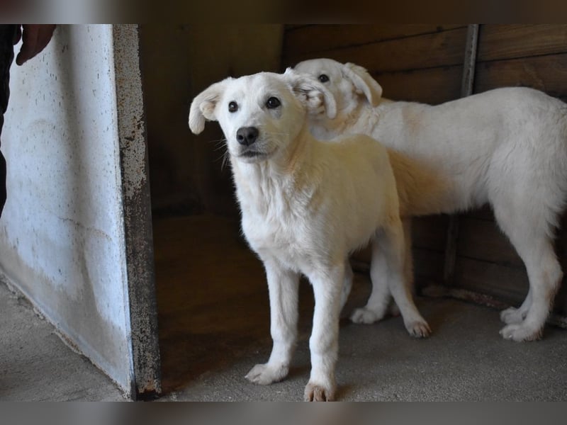 Roderico - Für diese traurige Geschicht...