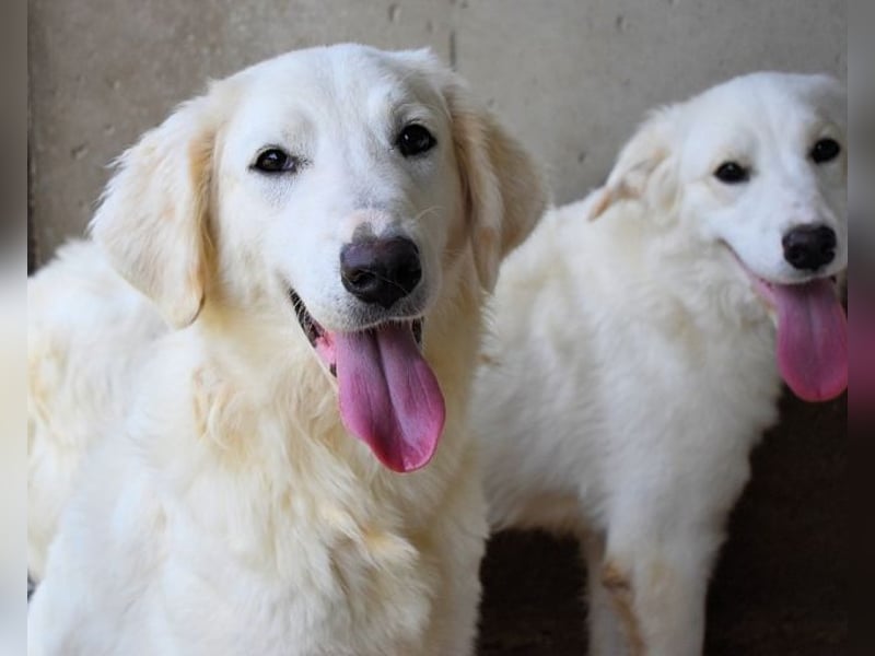 Harriette - weiß, es wird einmal ein Wunder gescheh'n