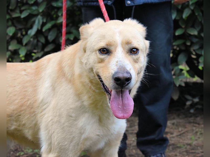 Admeto - Nur ein Wunsch: endlich nach Hause!